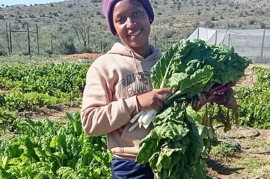 A worker holding freshly cut Swiss chard from the farm garden