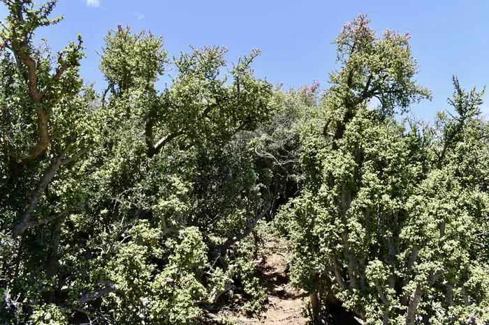 Restored Albany Thicket, dense with spekboom