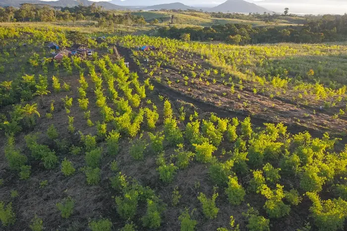 Young bamboo across the restored watershed, seen from the air