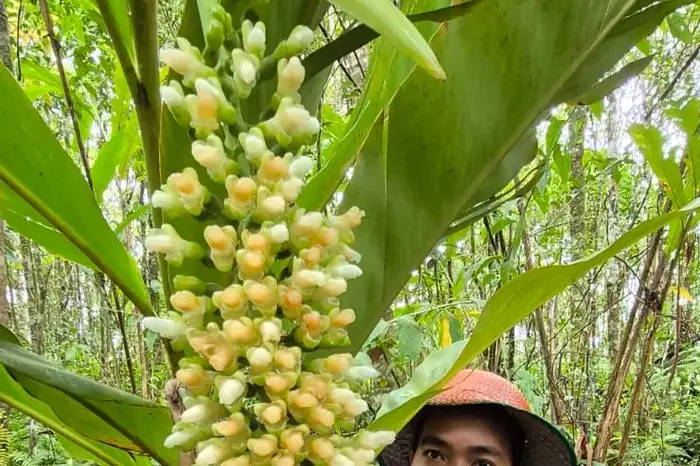 A worker beside a flowering bamboo culm