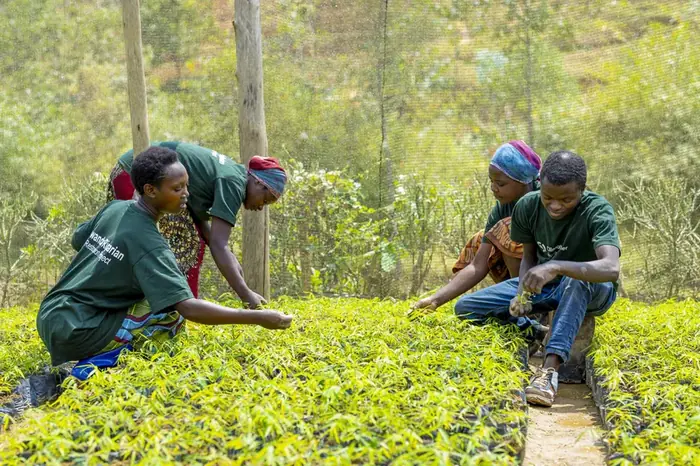 Nursery workers sorting bamboo seedlings on the hillside