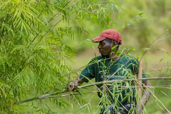 A worker among the culms in an established bamboo stand