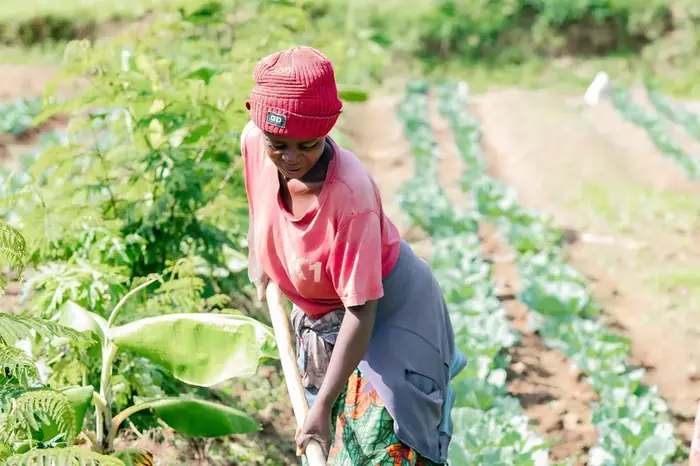A farmer hoeing between the rows on a regenerative farm