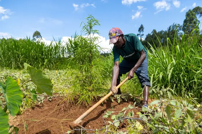 A worker planting along a riparian buffer