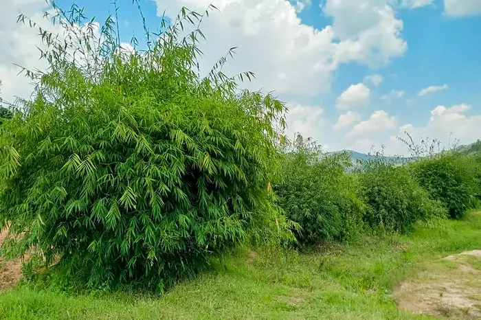 Restored bamboo along a riverbank, with the hills beyond