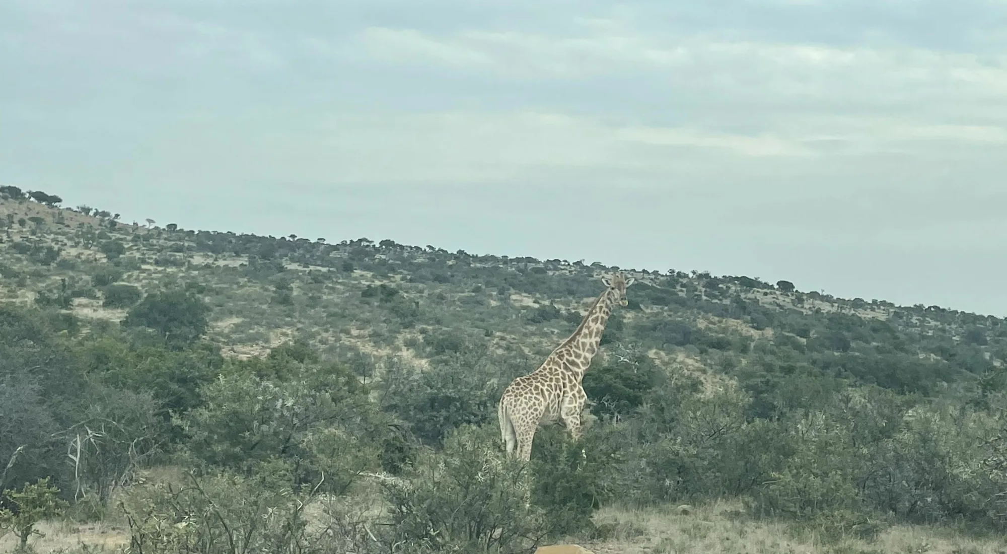 A giraffe in restored thicket at Sand River, South Africa