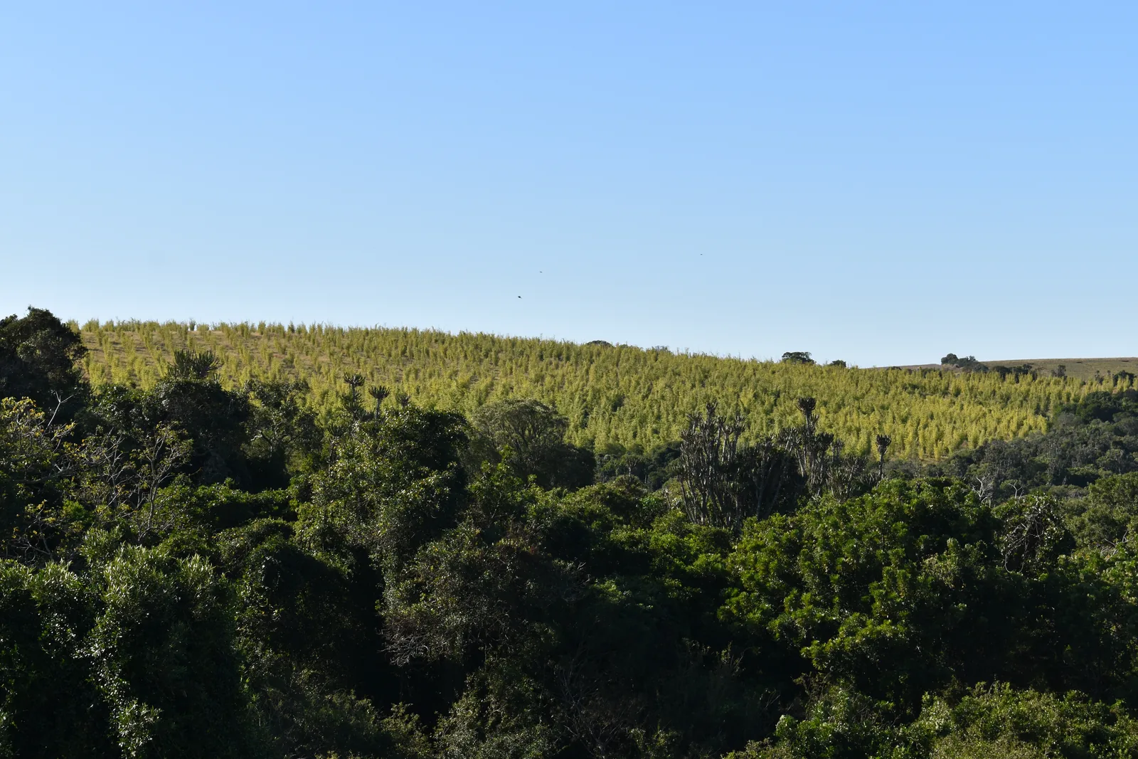 Rows of bamboo established across a hillside on the Eastern Cape estate