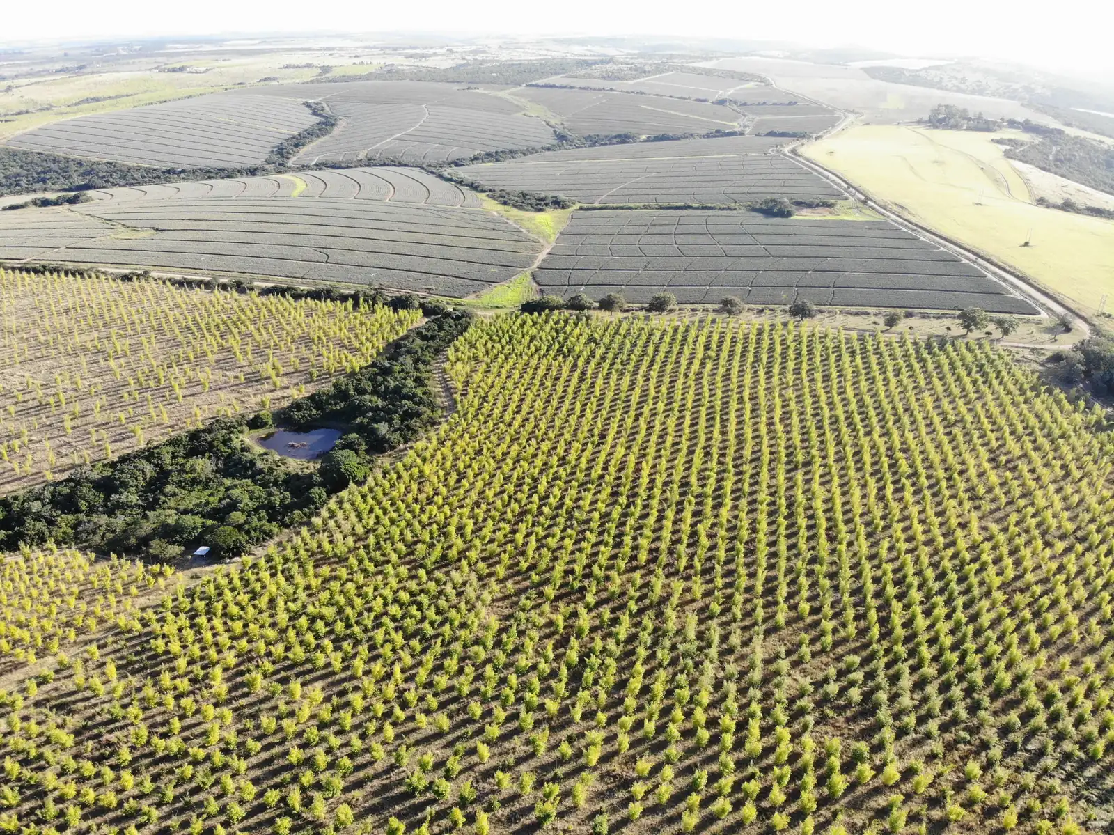 A high aerial view of bamboo planted at scale across the Eastern Cape