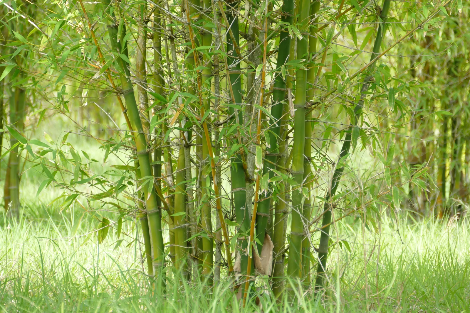 Interior of established bamboo forest on the Eastern Cape estate, with native vegetation integrated between stands