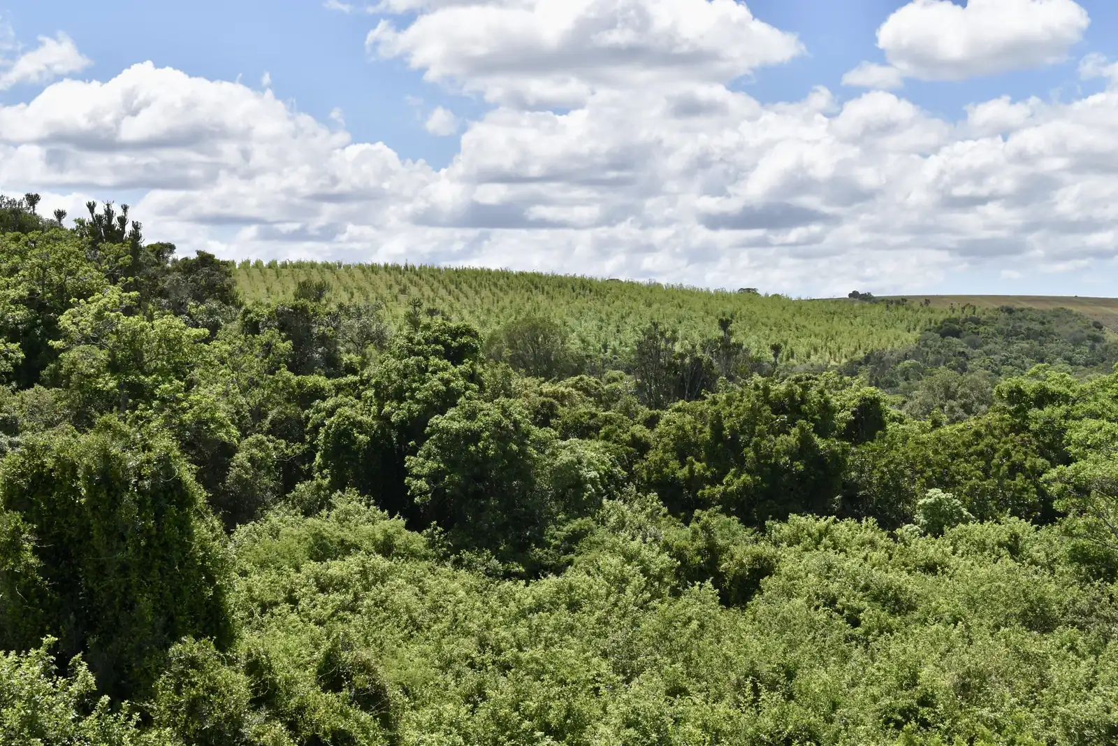 Native thicket in the foreground with bamboo established on the hillside beyond