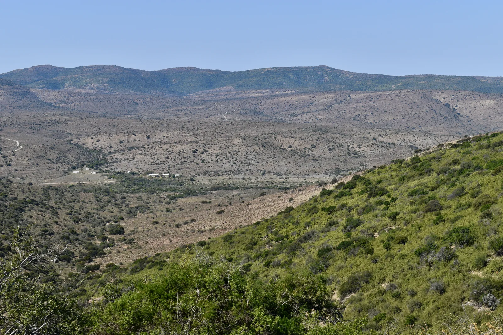 Spekboom restoration on an arid hillside near Makhanda, Eastern Cape