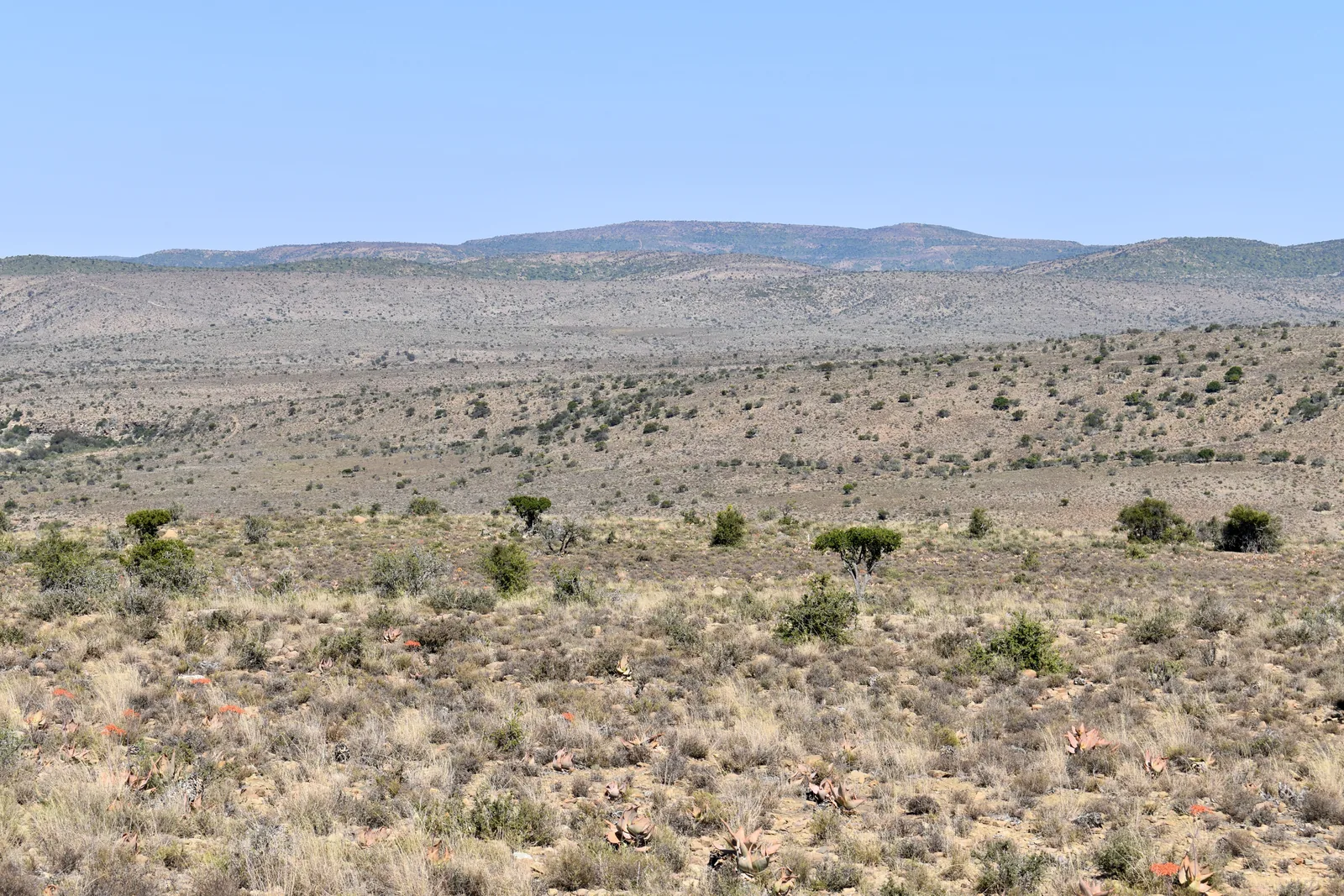 Degraded Karoo flats before spekboom thicket restoration