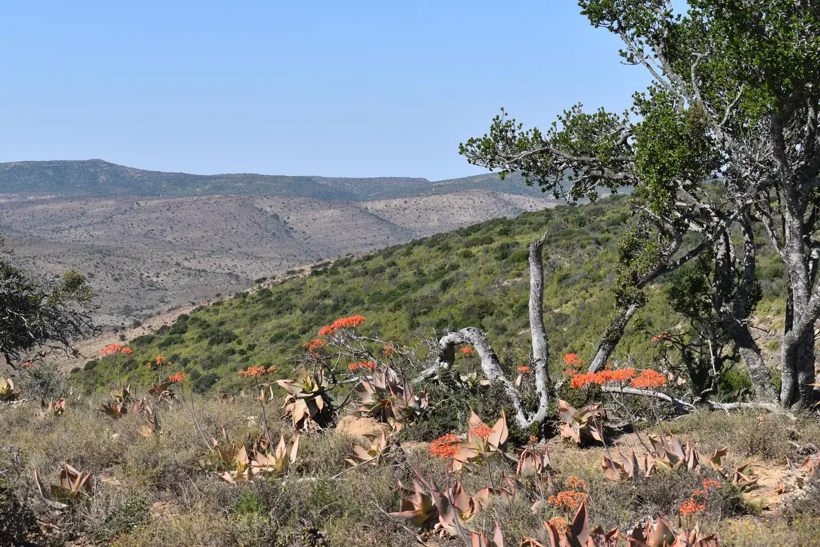 Aloes flowering on a restored Karoo hillside at Sand River Sanctuary