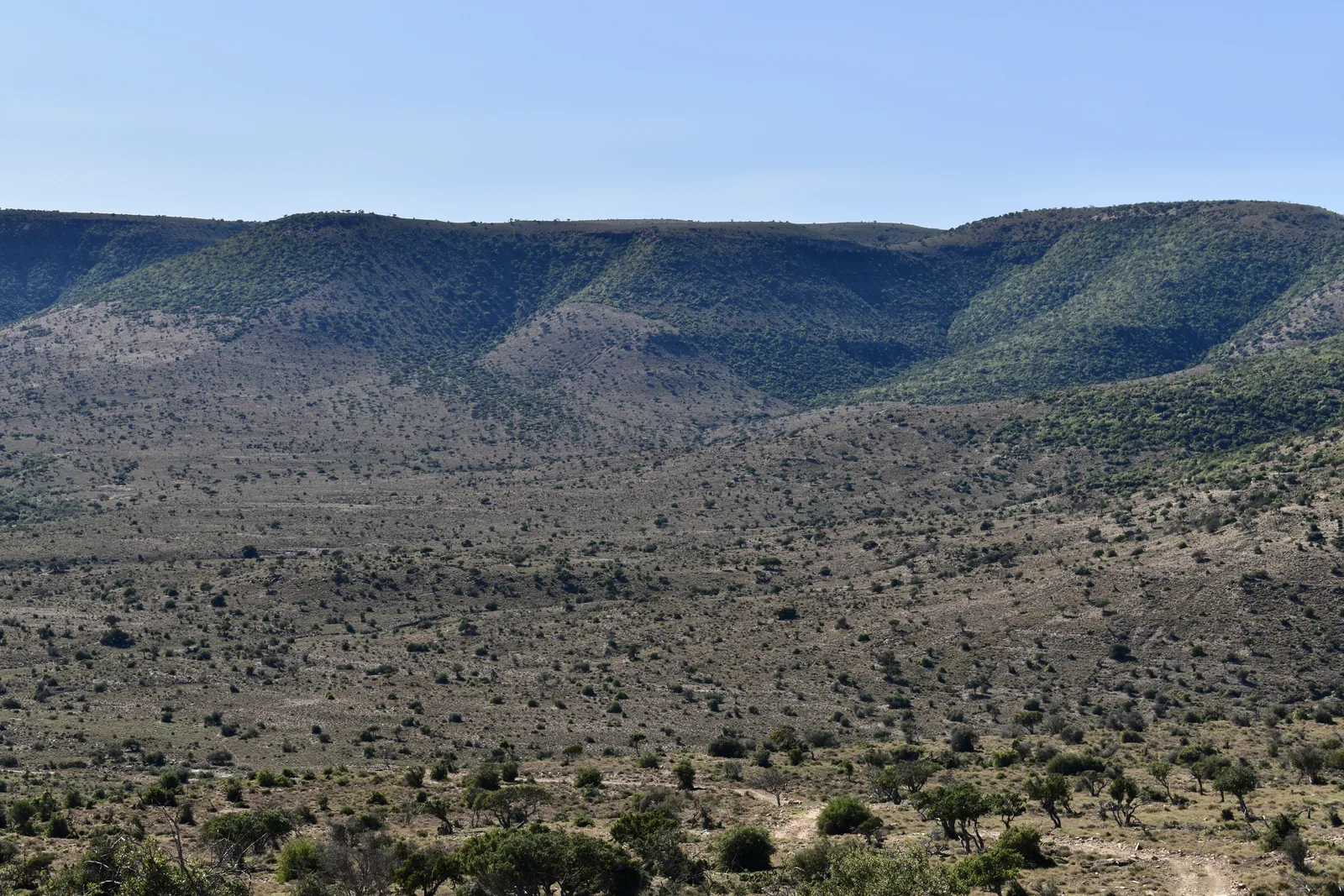 Albany thicket landscape near Makhanda, Eastern Cape