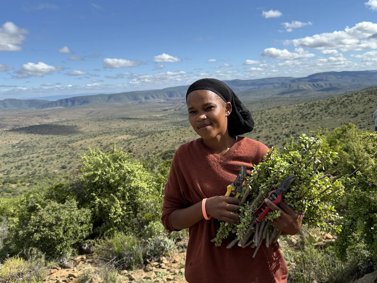 A worker holding spekboom cuttings in the Eastern Cape