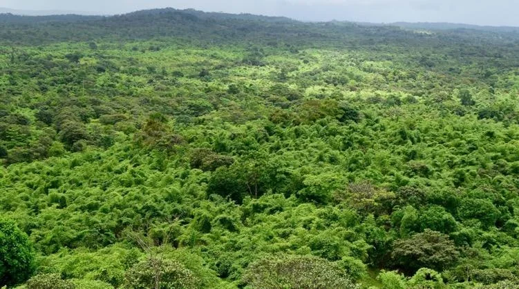 Biodiverse bamboo forest on the same ground after restoration