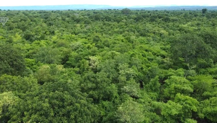 Closed green canopy in Ghana, after restoration