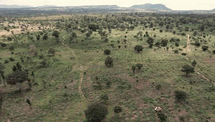 Open degraded ground with scattered trees in Ghana, before restoration